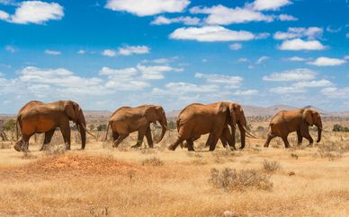 Hôtel Pinewood Beach Resort & Spa 4* & Safari