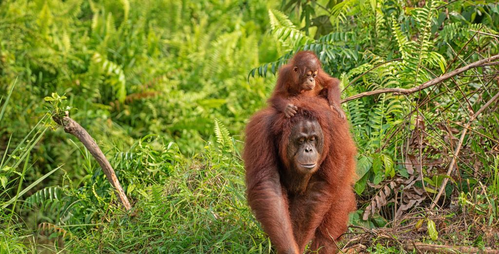Groepscircuit met Borneo-opties