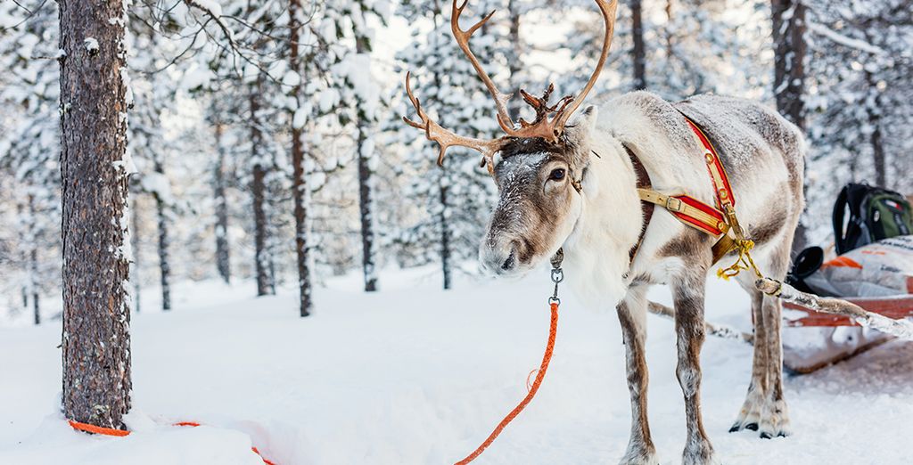 Het beste van Lapland in 6 of 7 nachten - Rovaniemi