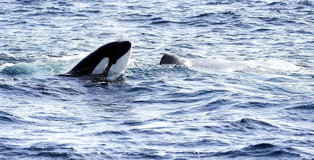 Walvissen en orka's spotten in Andenes