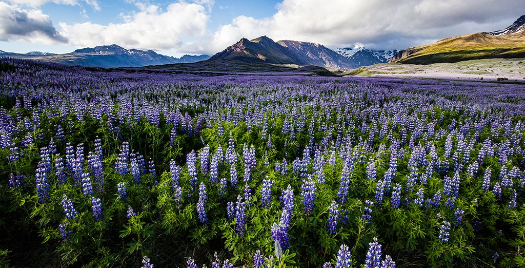 Reykjavik Rundreise mit möglicher Erweiterung in Grönland