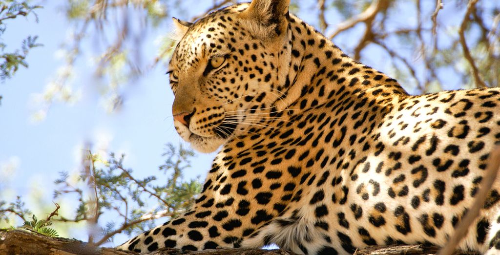 Simba Safari & White Paradise Resort Zanzibar 4*
