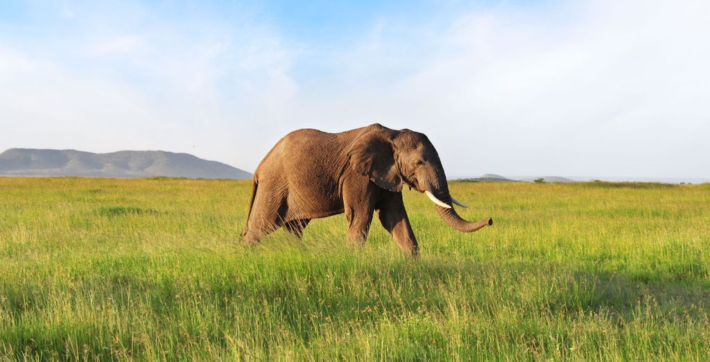 3 oder 5 N&auml;chte Safari und Strandaufenthalt auf Sansibar