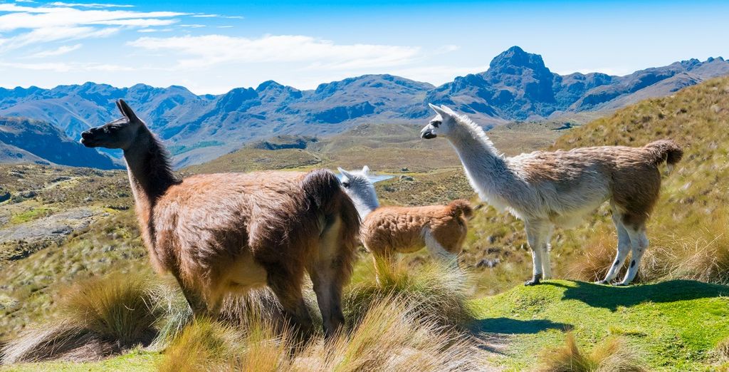 Kreuzfahrt durch das Amazonasgebiet mit Aufenthalt in Quito und Cotopaxi