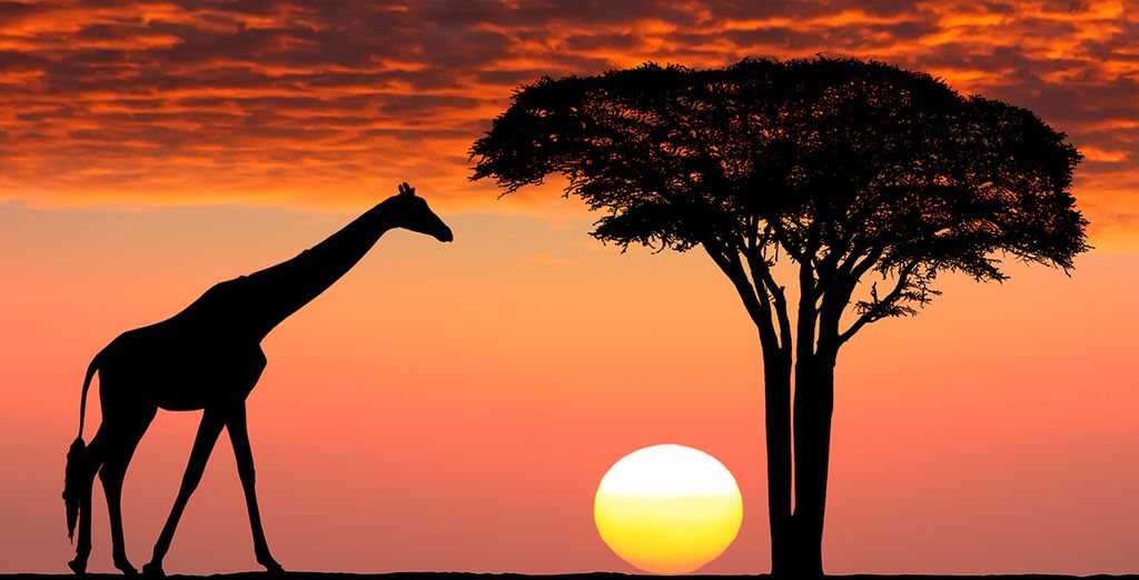 Auf Safari in Südafrika - Durban