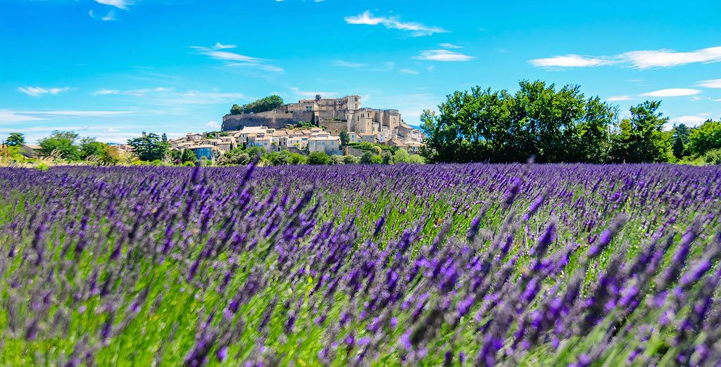 Campos de lavanda