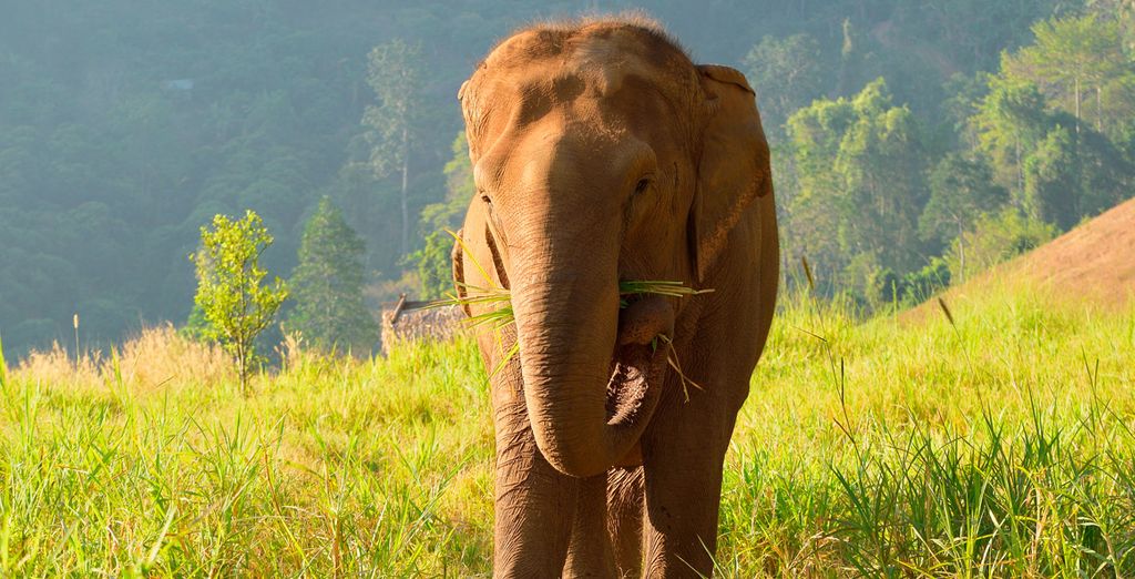 Tailandia de Bangkok a Chiang Mai con extensión a Krabi