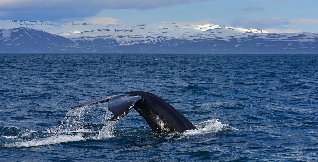 Lo mejor de Islandia
