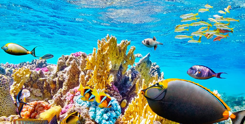 Esplendores de Ceilán y Maldivas