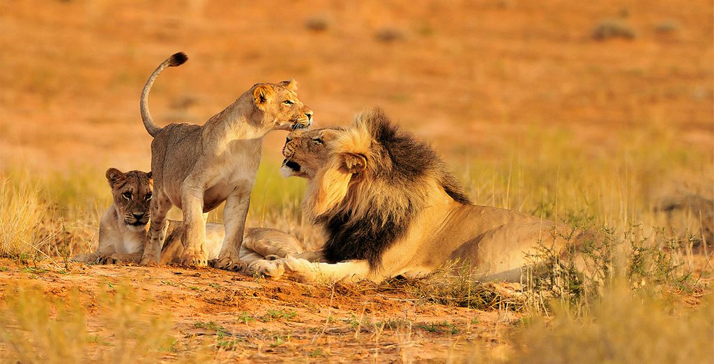 Autotour : Authentique Afrique du Sud