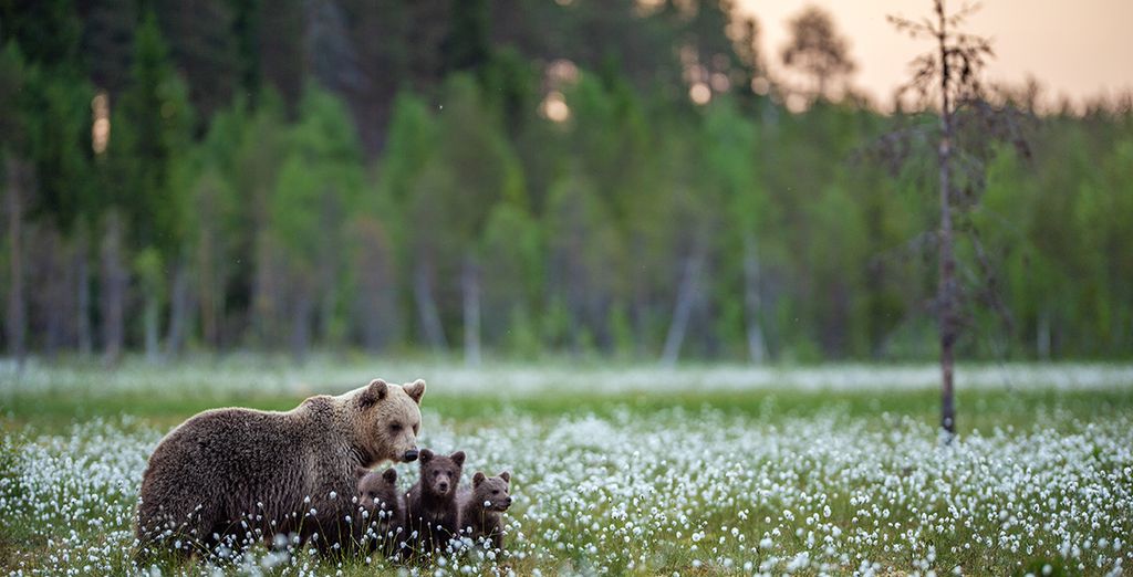 Nature sauvage finlandaise avec observation des ours
