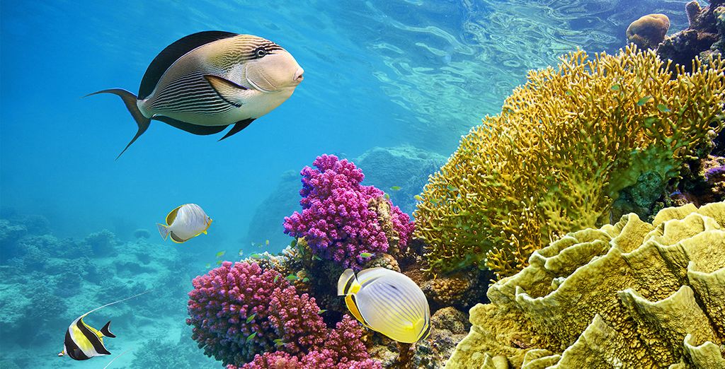 Hôtel Viva Blue Resort &amp; Diving Sports 4* - Adult Only - Hurghada - Jusqu&#39;à -70% | Voyage Privé