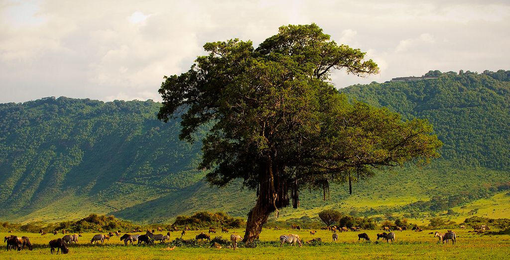 Safari privé au Ngorongoro et extension balnéaire à Zanzibar - Arusha -  Jusqu’à -70% | Voyage Privé