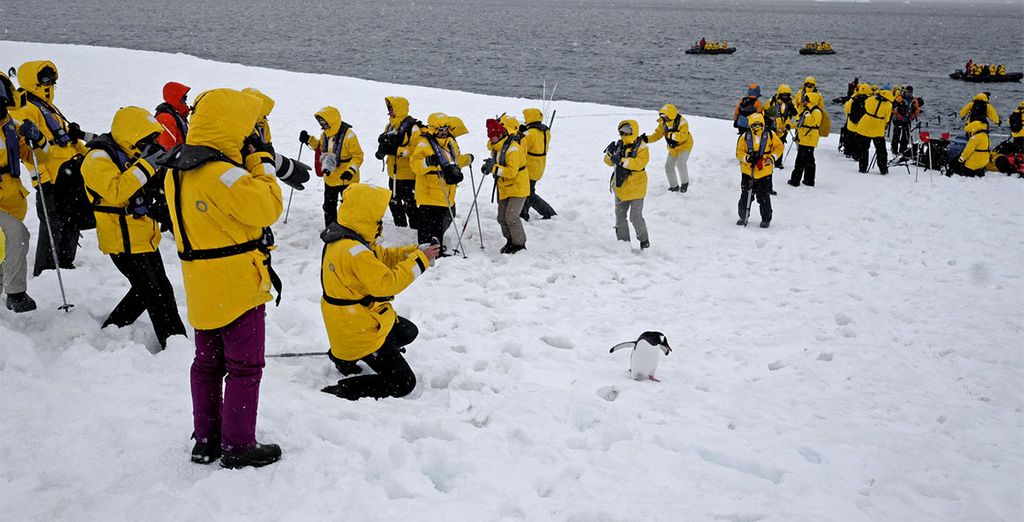 Croisières en Antarctique avec Voyage Privé jusqu'à -70%