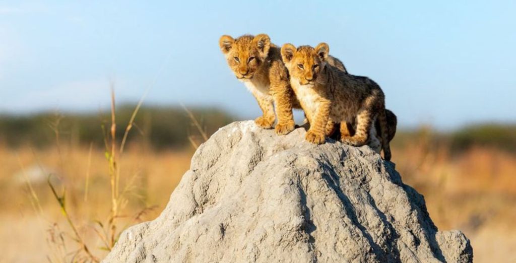 Safari di 5 notti con possibile estensione balneare