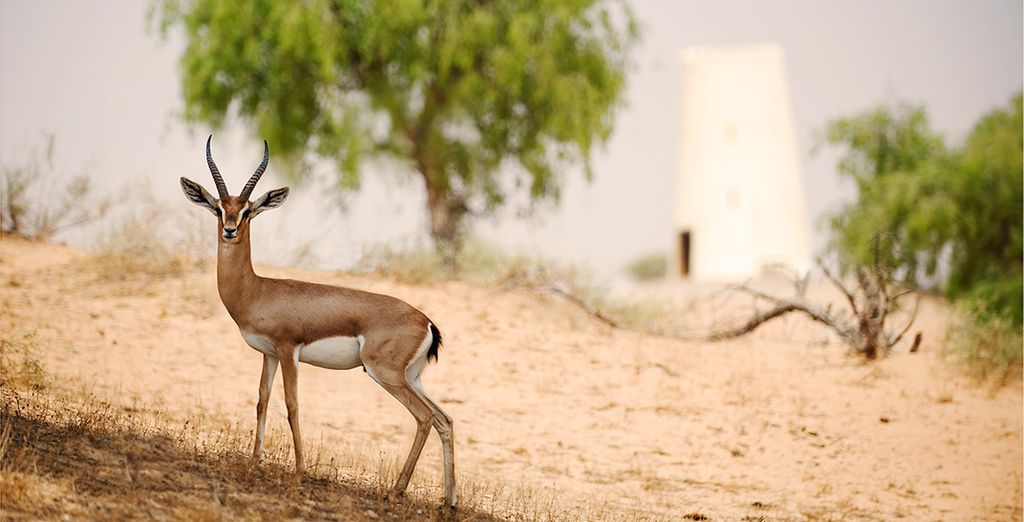 Banyan Tree Al Wadi Hotel 5*