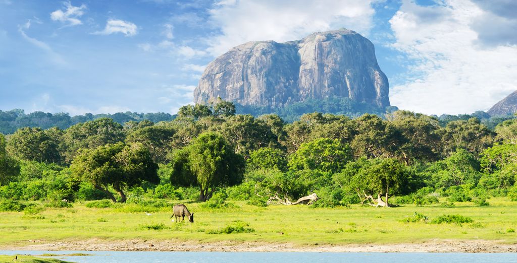 Tour dello Sri Lanka e estensione mare in 4* e 5*