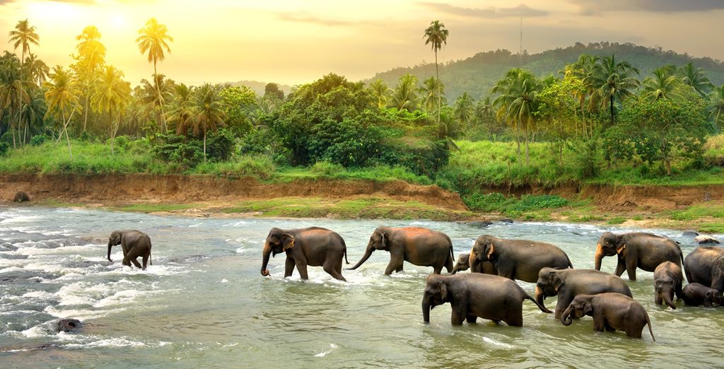 Tour culturale in Sri Lanka e mare a Weligama