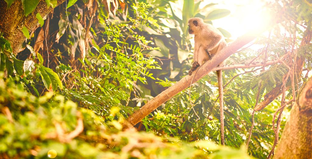 Tsala Treetop Lodge