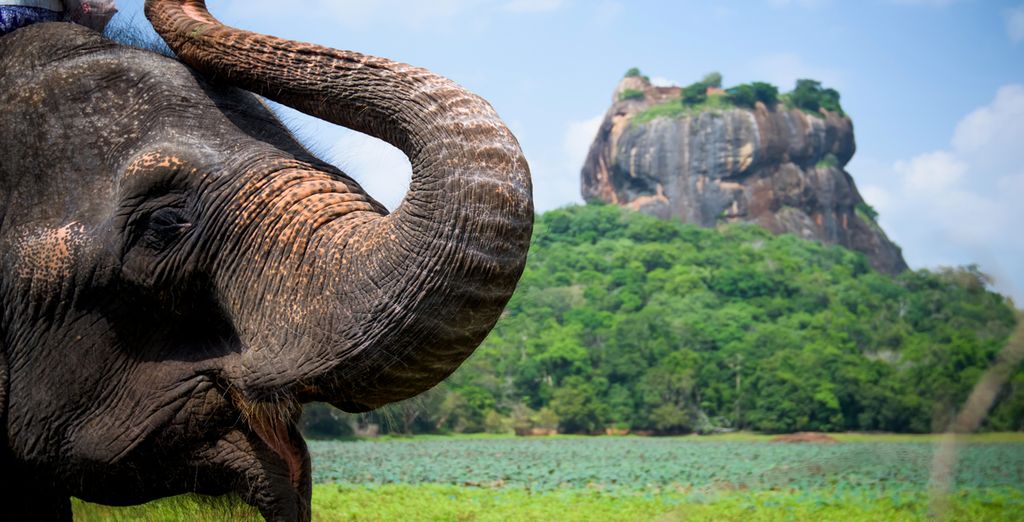 Tour dello Sri Lanka e estensione mare in 4* e 5*