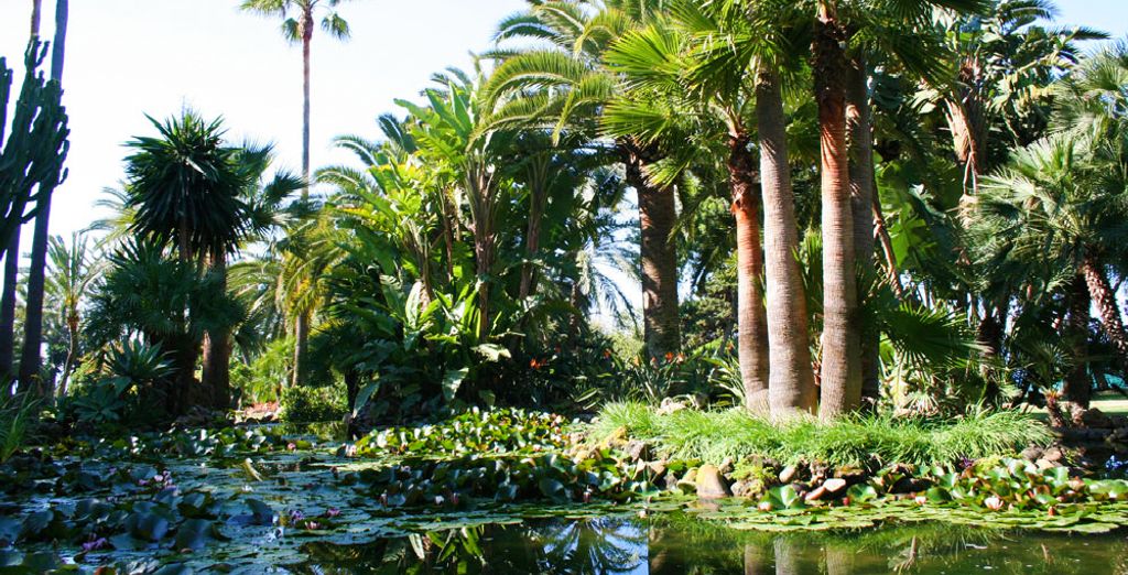 The Oasis by Don Carlos Resort