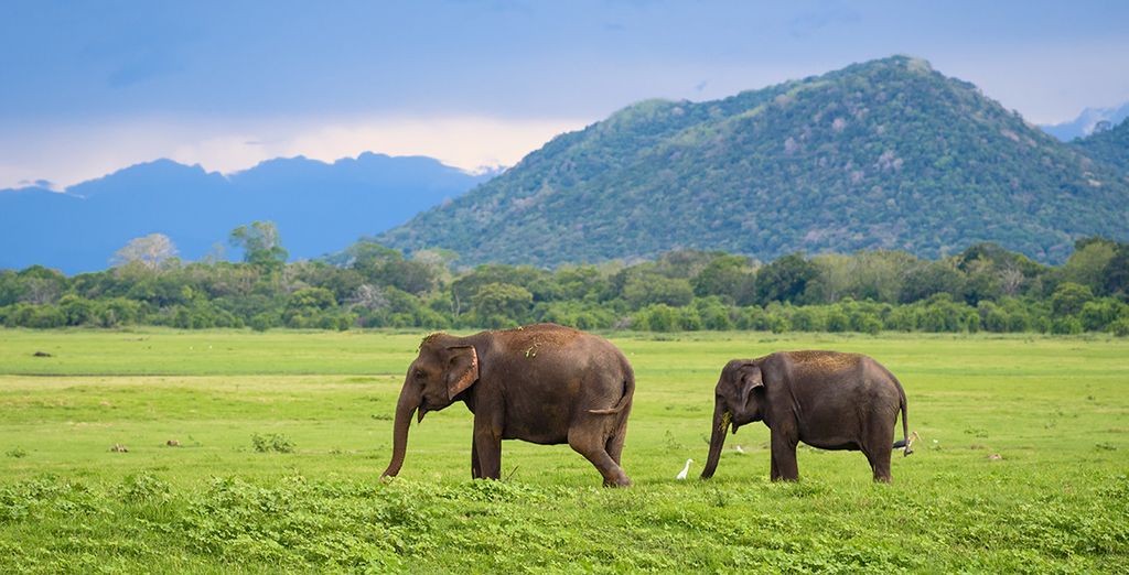 Tour privato dello Sri Lanka da Jaffna a Wadduwa