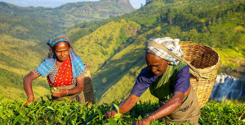 Tour Privato dello Sri Lanka