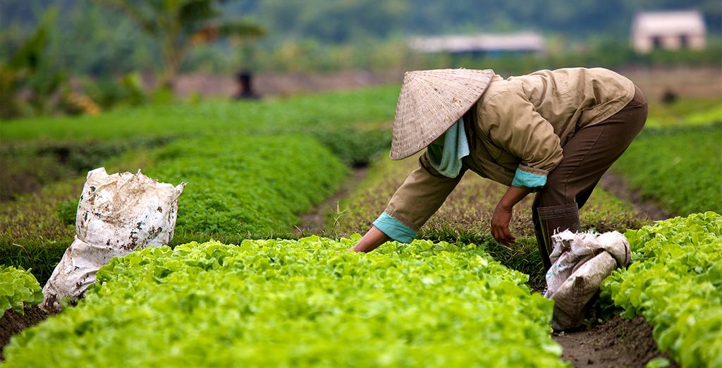 Vietnam e le etnie del Nord