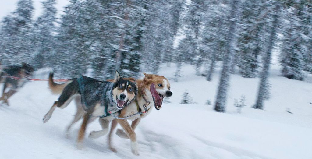 Lapponia Finlandese: Safari con gli Husky, con le Motoslitte e Fattoria delle Renne