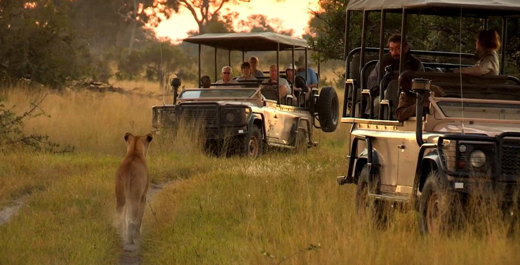 Selvaggio Botswana in campo tendato