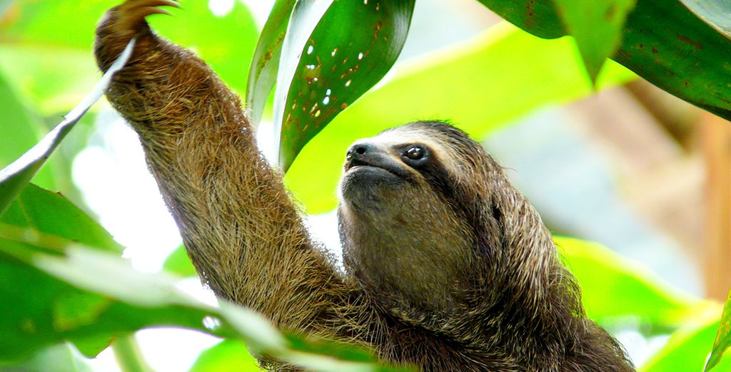 Tour 10 o 12 notti in Costa Rica + Nicaragua con noleggio auto 