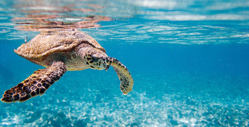 Crociera in catamarano alle Seychelles con possibile estensione a Dubai
