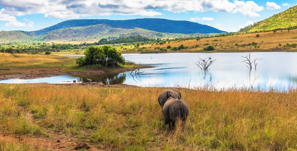 Tour del Sud Africa: da Cape Town a Port Elisabeth