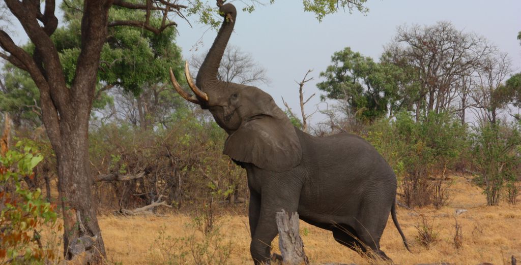 Selvaggio Botswana in campo tendato