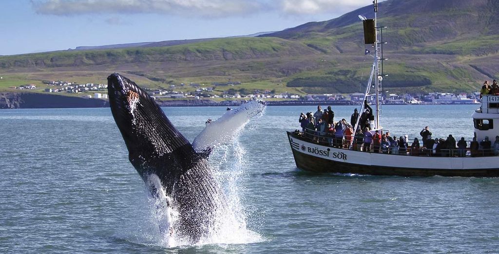 Crociera e whale watching in Islanda