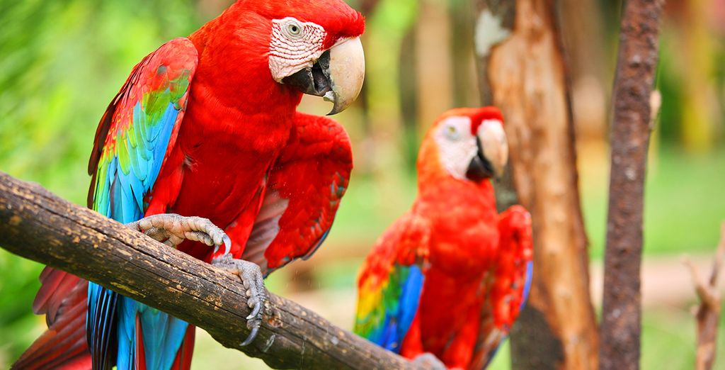 Tour 10 o 12 notti in Costa Rica + Panama con noleggio auto 