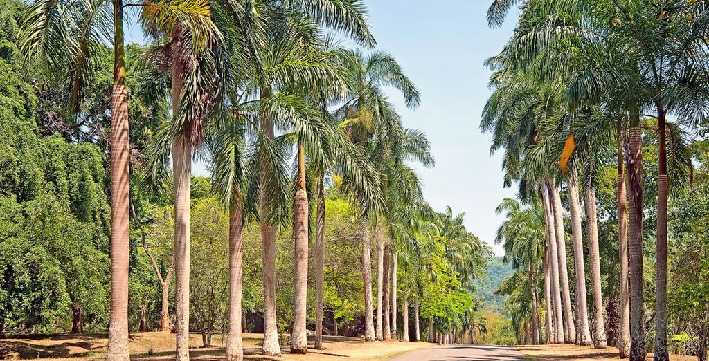 Circuito alla scoperta dello Sri Lanka di 8 o 10 notti