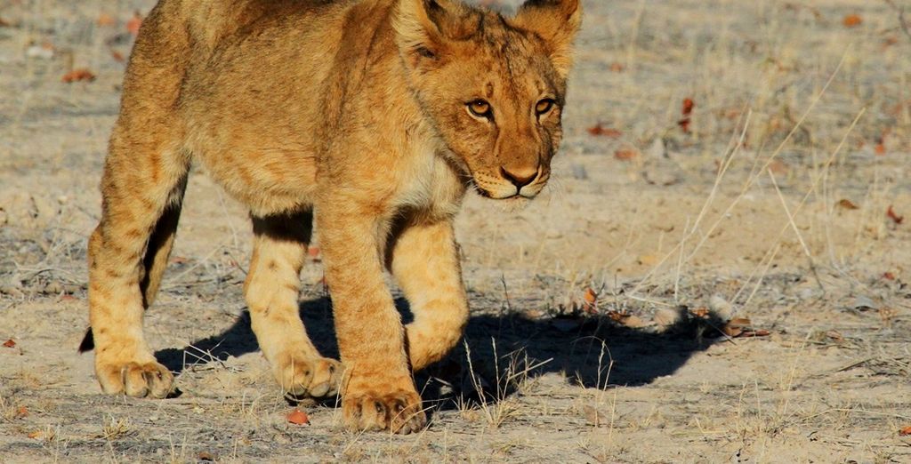 Avventurosa Namibia