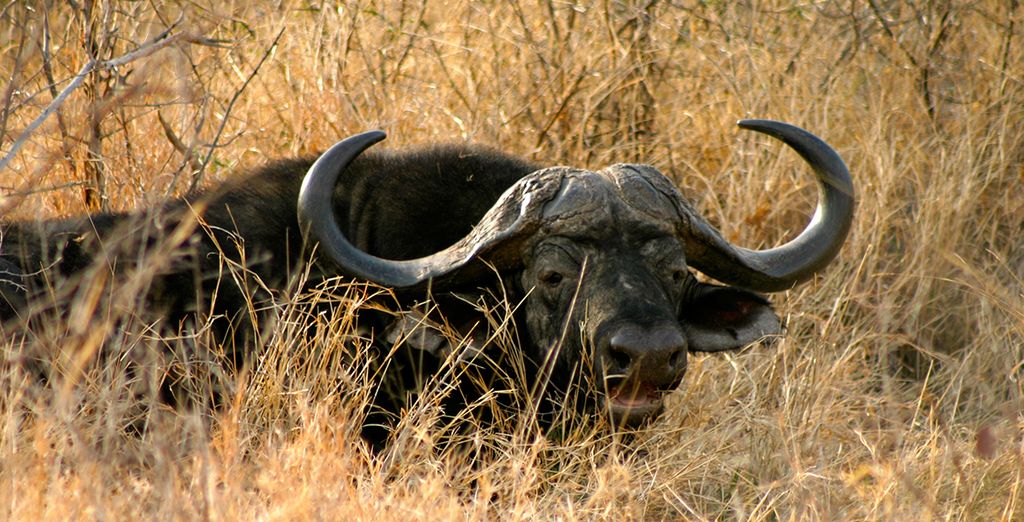 Le Meraviglie del Sudafrica