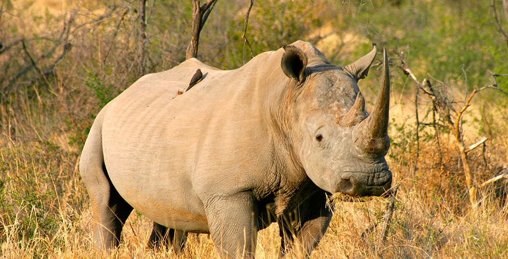 Le Meraviglie del Sudafrica