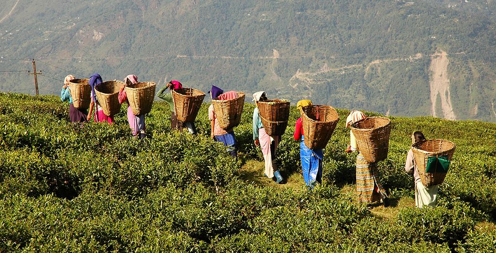 Tour Privato della Malesia e soggiorno mare a Langawi