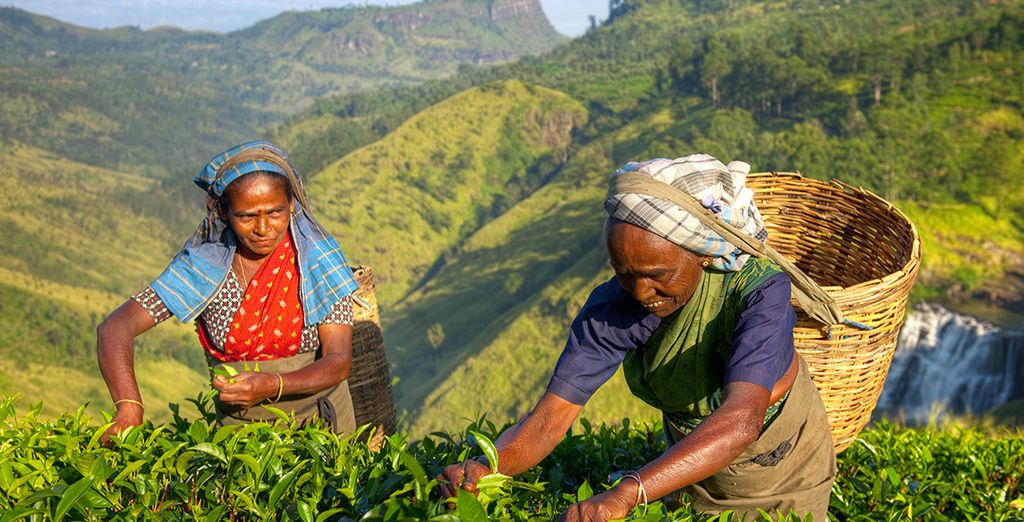 Tour privato dello Sri Lanka