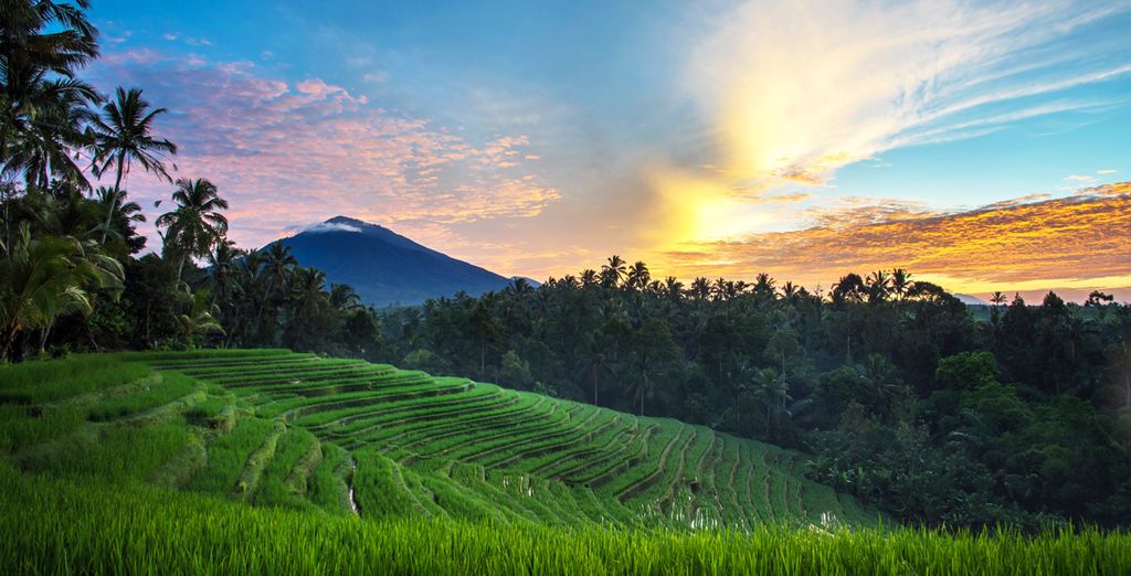 Element by Westin Bali Ubud 4* + Artotel Sanur 4* + Anja Jimbaran 4*