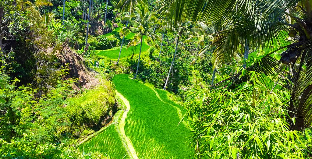 SereS Springs Resort & Spa 5* + Lembongan Beach Club 5* + The Club Villas 5*