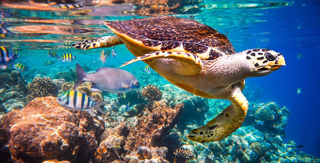 Tour Sri Lanka e soggiorno mare alle Maldive Adaaran Select Hudhuranfushi 4*