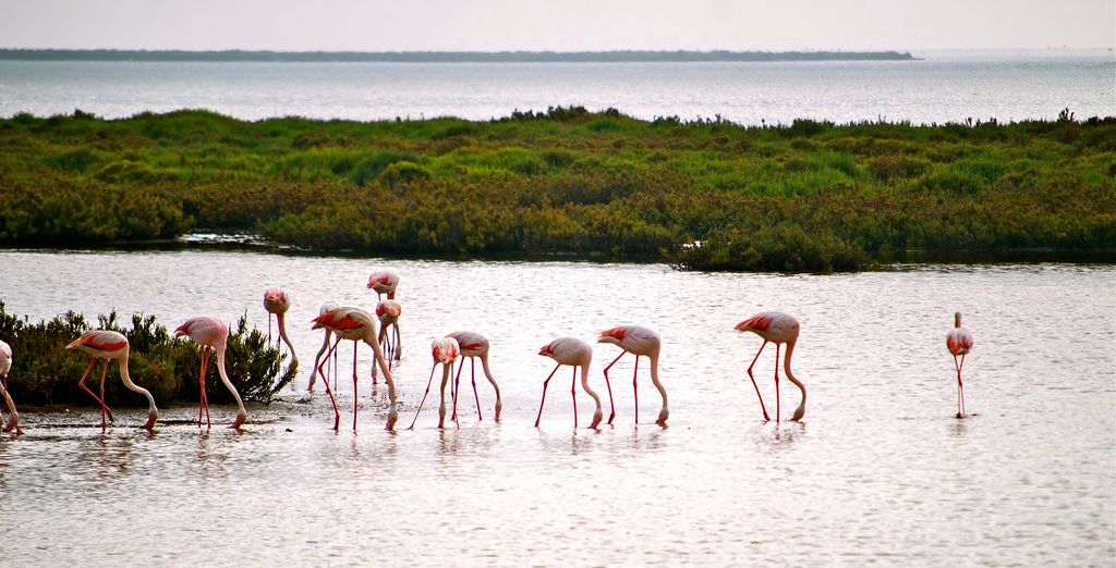 Provenza e Camargue lungo la valle del Rodano e della Saona
