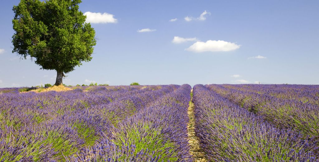 Provenza e Camargue lungo la valle del Rodano e della Saona