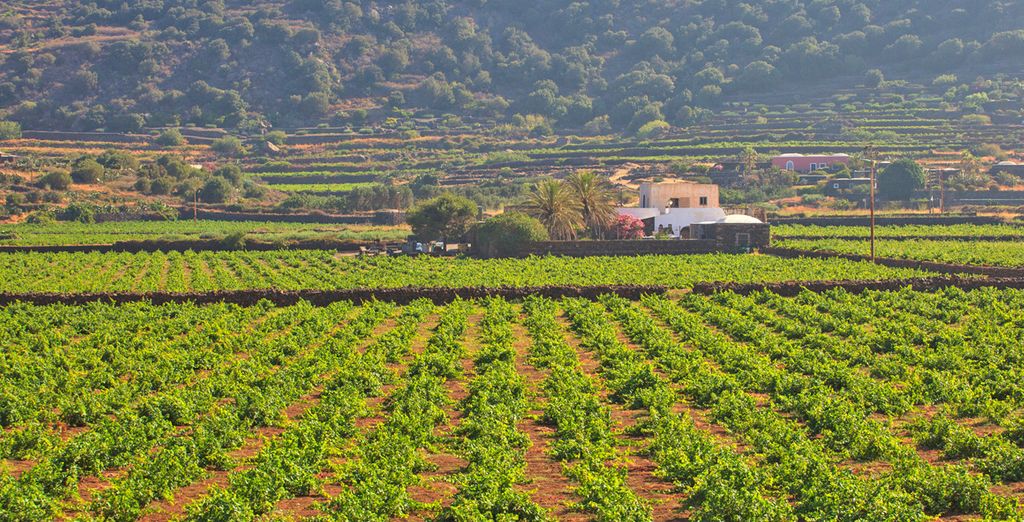 Esperienza di viaggio Pantelleria con escursioni