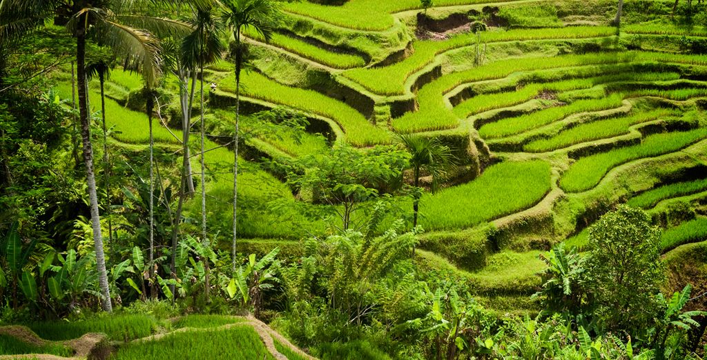 Best Western Premier Agung Resort Ubud 4* + Artotel Sanur 4* + Anja Jimbaran 4*