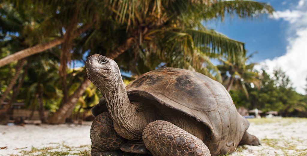 Crociera tra le isole Seychelles